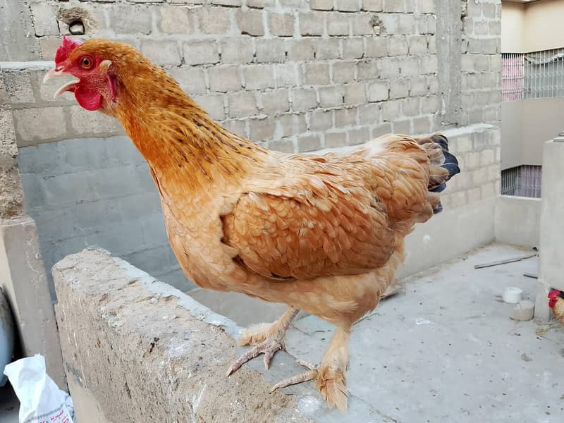 hens Available 2