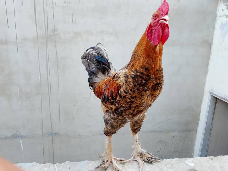 hens Available 3