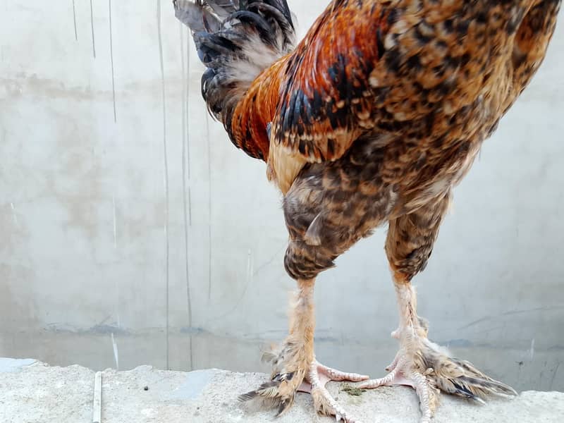 hens Available 4