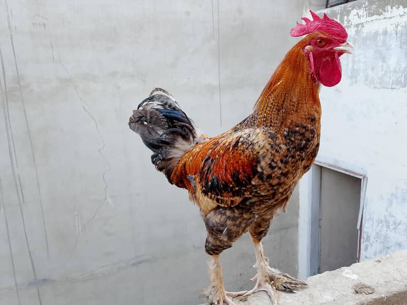 hens Available 5