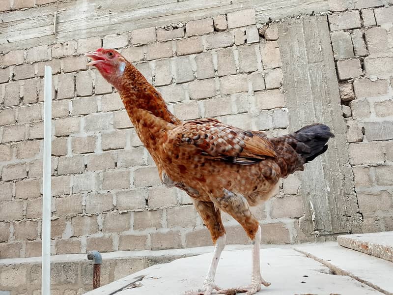 hens Available 6