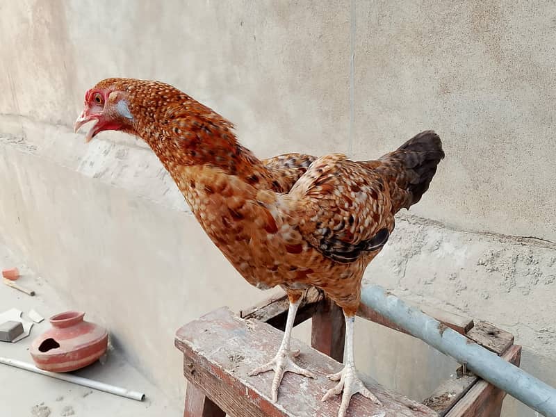 hens Available 7