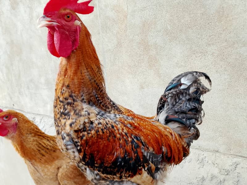 hens Available 8