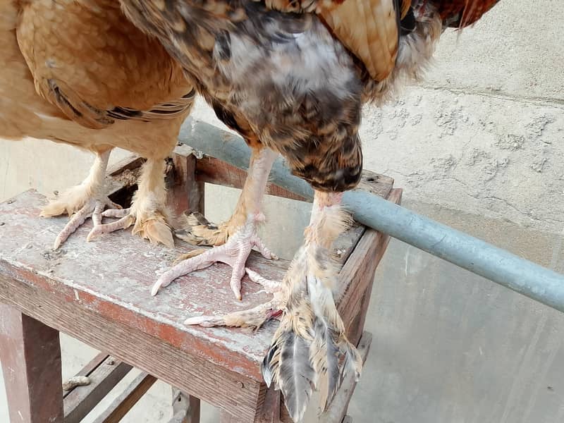 hens Available 9