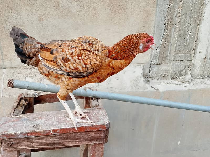 hens Available 10