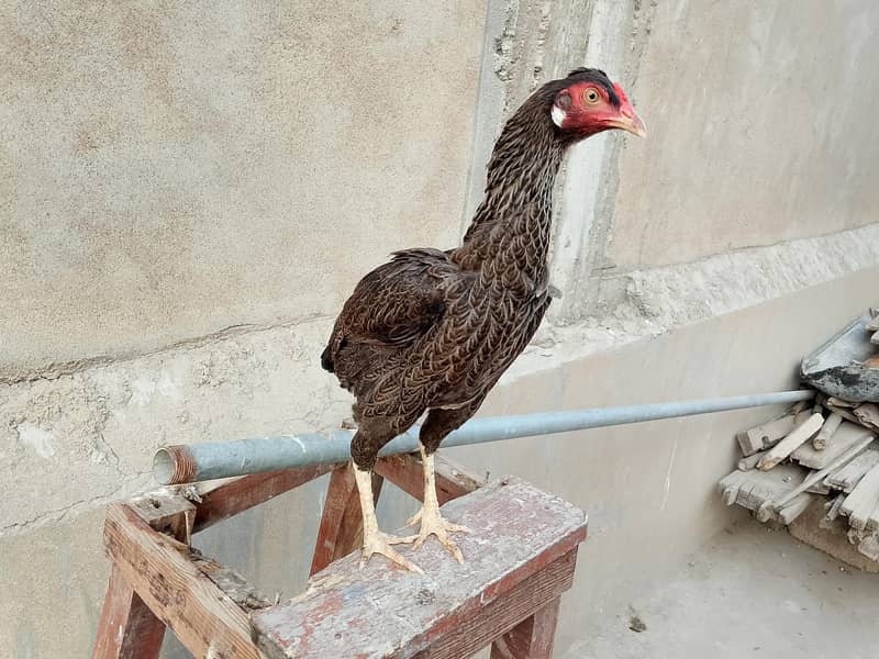 hens Available 11