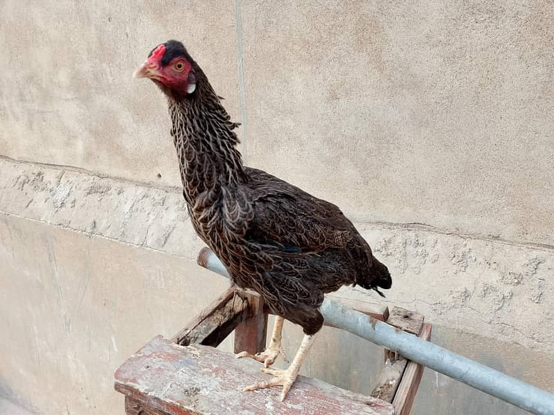 hens Available 12