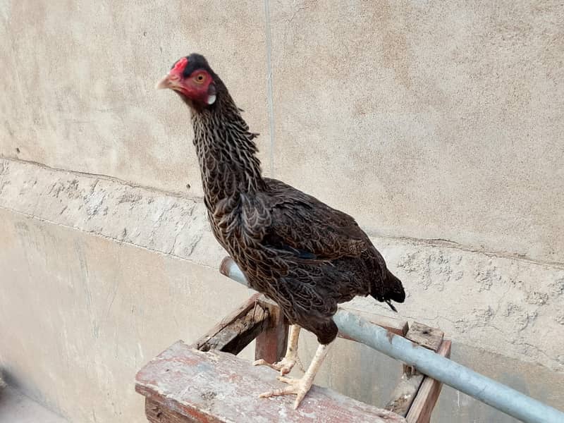 hens Available 13