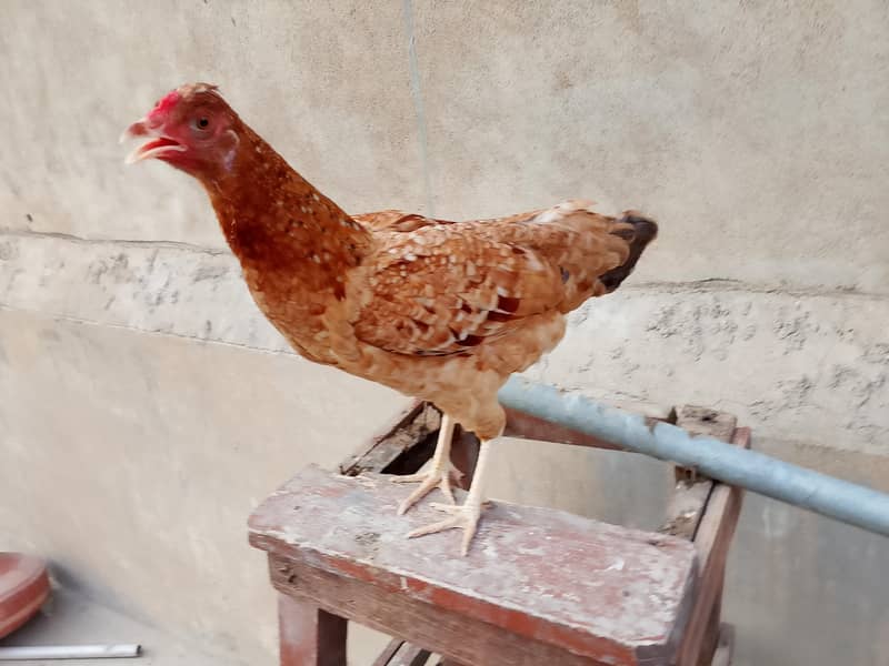 hens Available 14