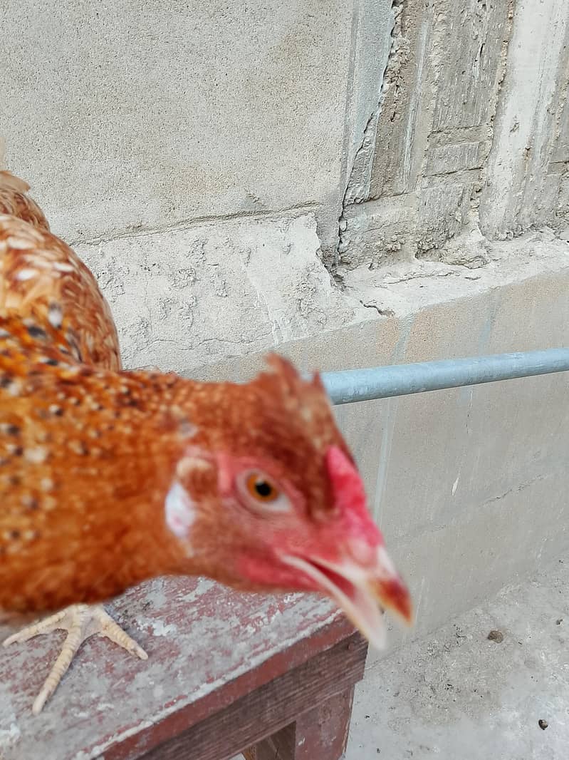 hens Available 15