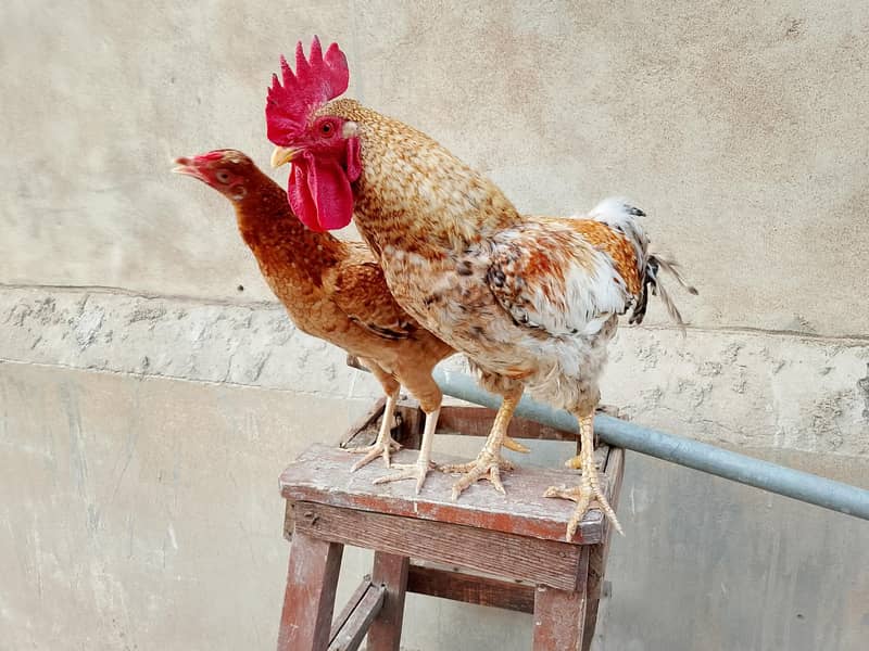hens Available 16
