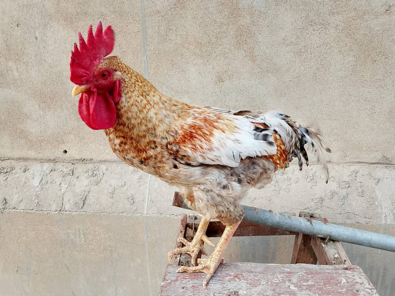 hens Available 17