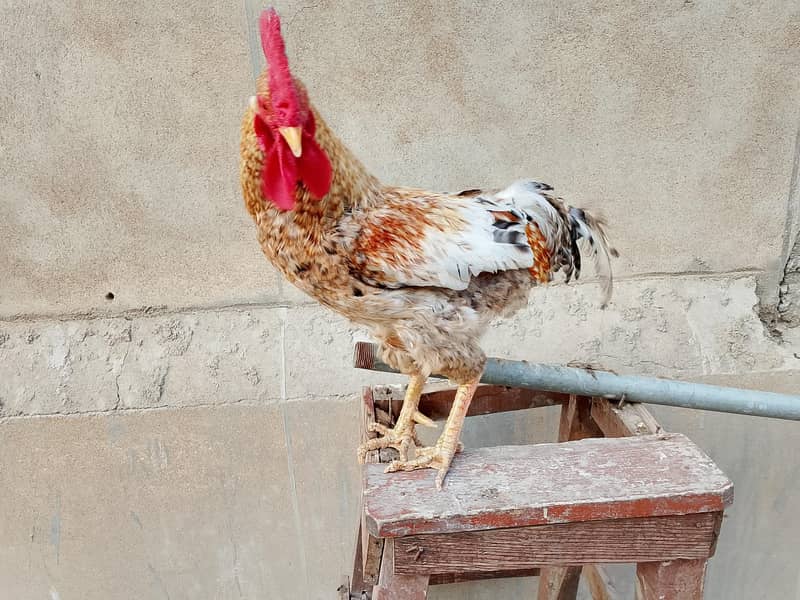 hens Available 18
