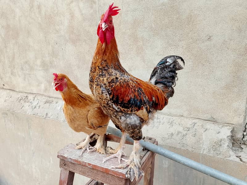 hens Available 19
