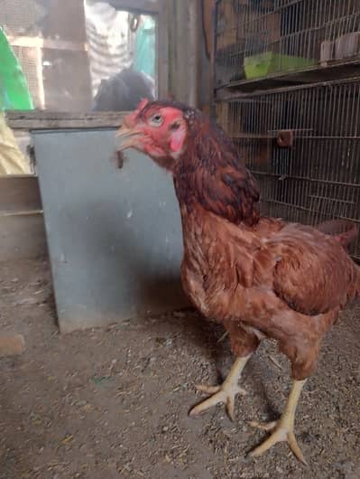 Aseel mianwali murghi, white eyes, nasli madi