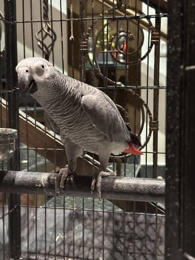 African Grey Male – Adult & Talking