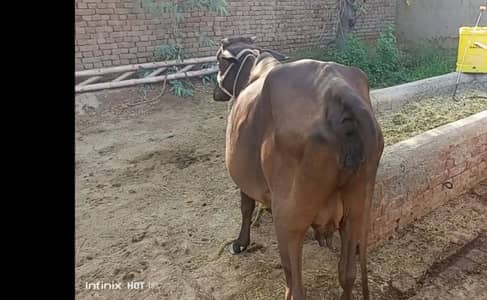 2nd timer cow 5 months pregnant jersey sahiwal cross