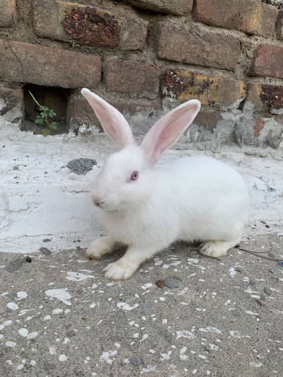 Newzealand White Rabbit