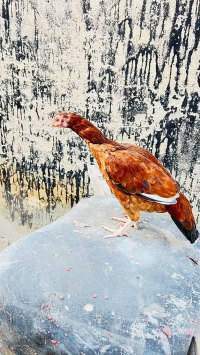 lakha birds lakhi Madi
