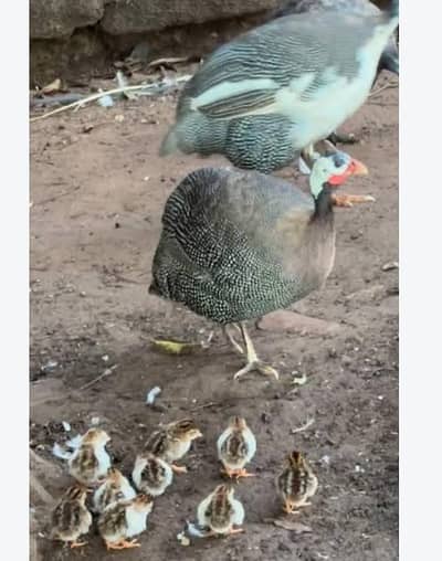 Guinea Fowel ky chicks for sale  1 month old