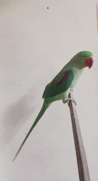raw parrot Kashmiri