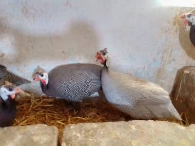 Guinea Fowl