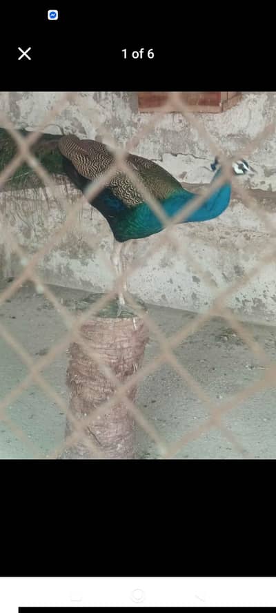 peacocks