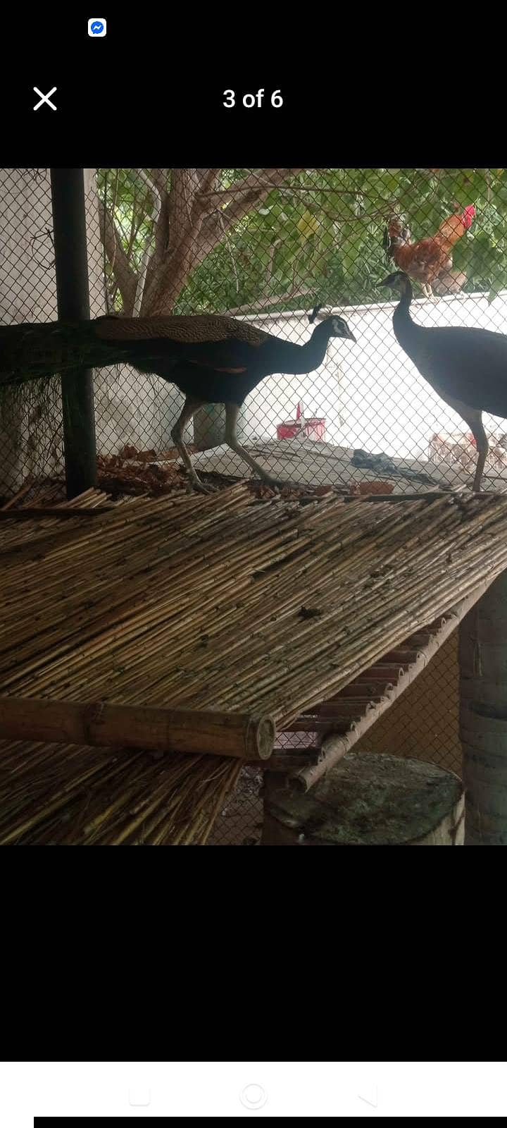 peacocks 1