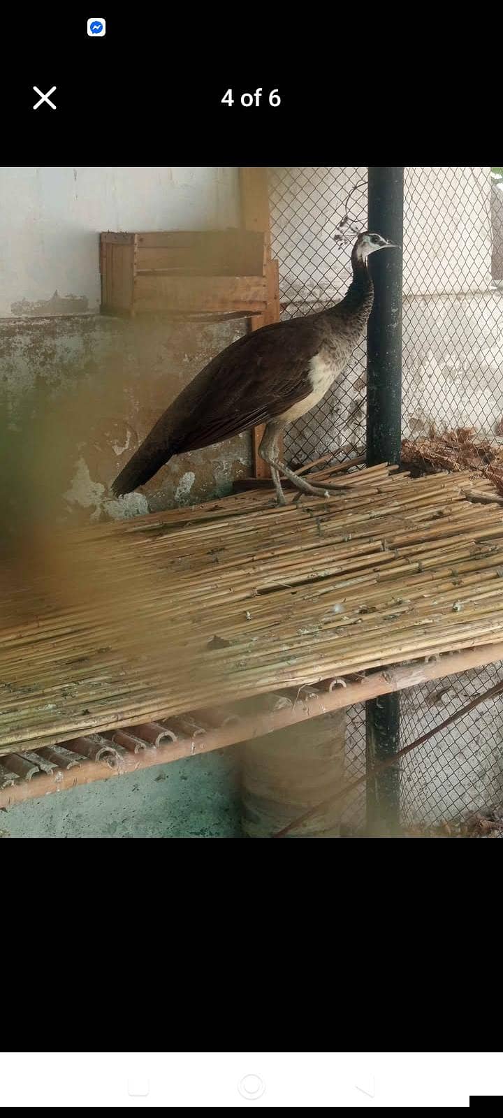 peacocks 2