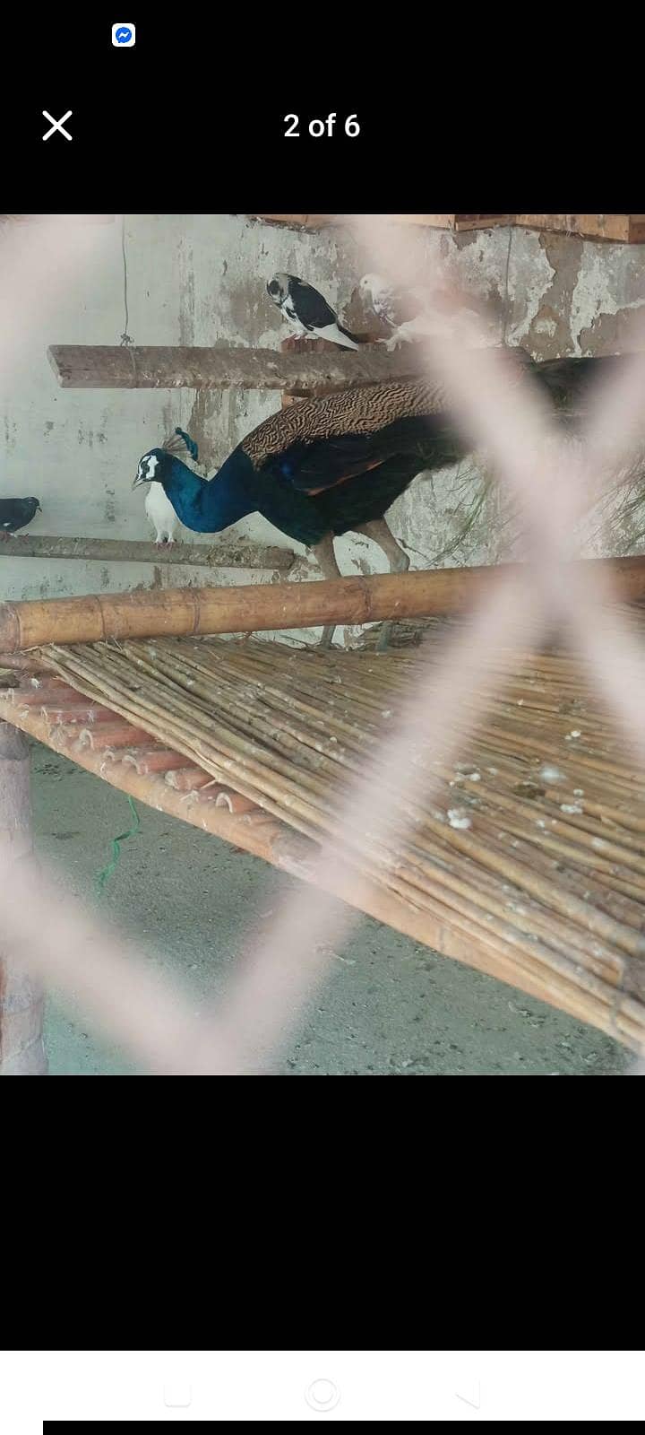 peacocks 3