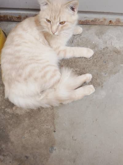 Turkish Angora breed
