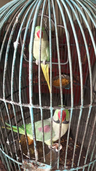 Pair of adult green parrots