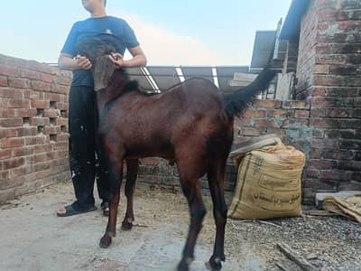 betal amratsari bakri or nagra bakra munasib qeemat main