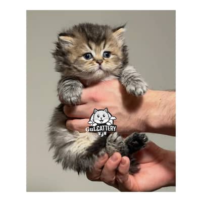 Persian British punch face piki face kitten cat available