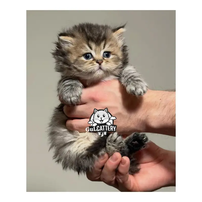 Persian British punch face piki face kitten cat available — photo 2