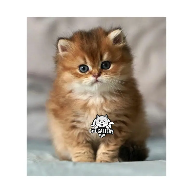 Persian British punch face piki face kitten cat available — photo 11