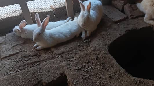 Breeder and Adult Pair looking for new shelter