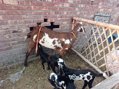 3 bacho wali bakri for sell