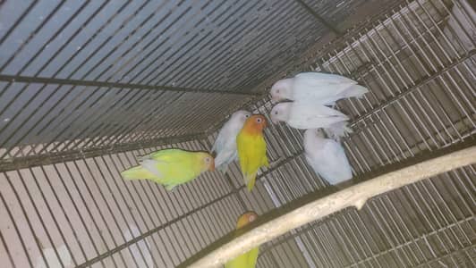 Cocktail / Lovebirds / Budgies / Cages / boxes