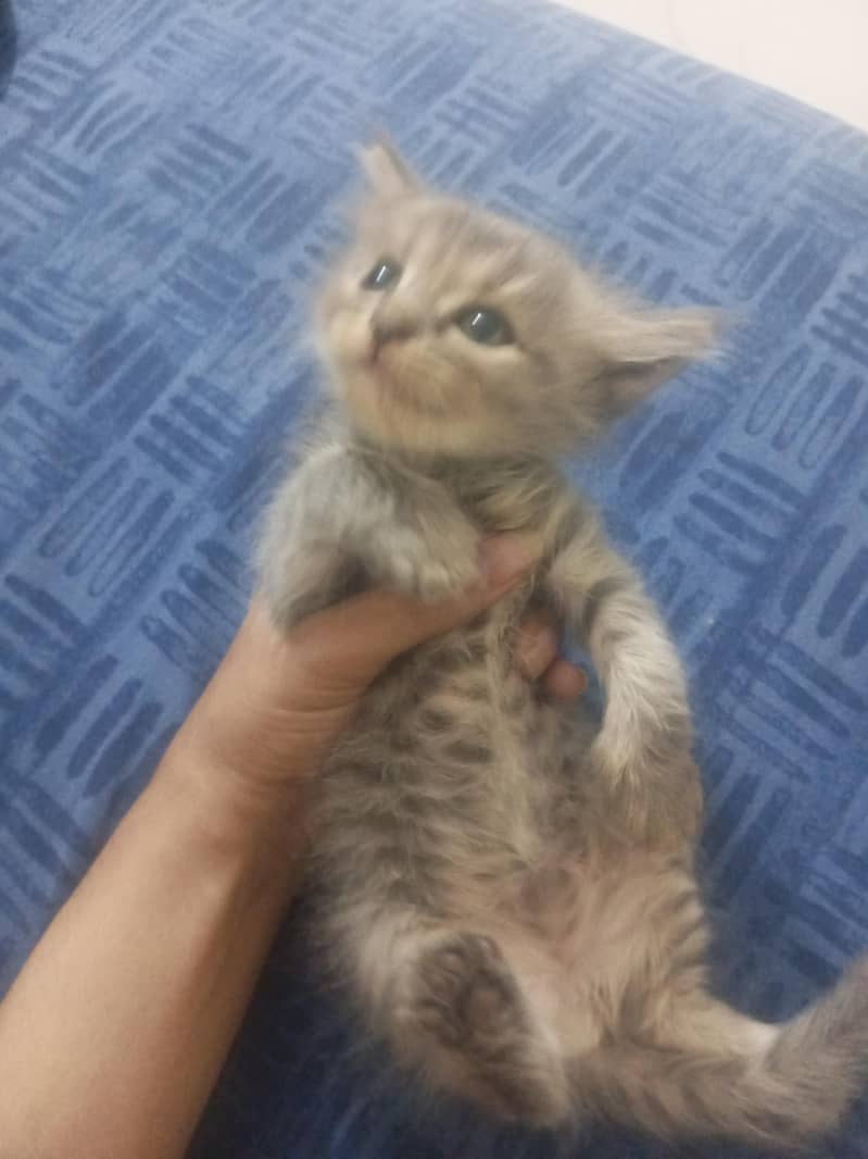 kittens for slae 0