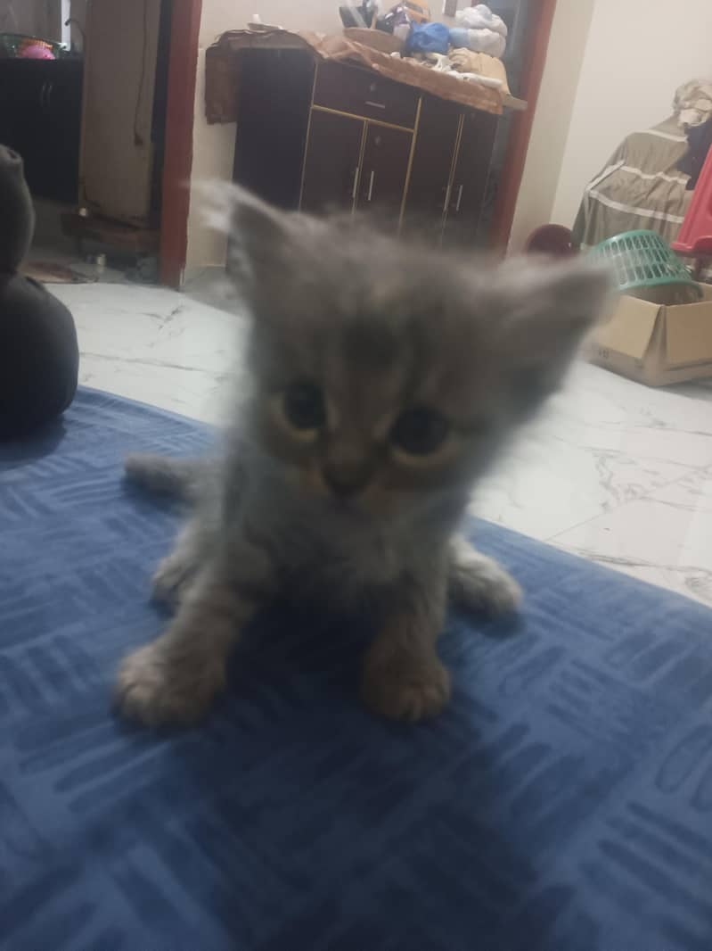 kittens for slae 1