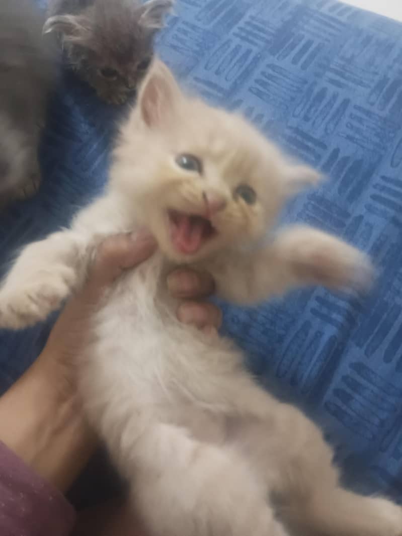 kittens for slae 2