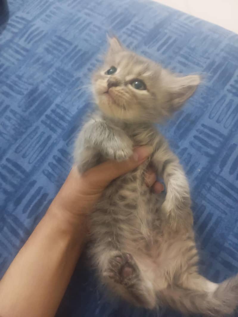 kittens for slae 3