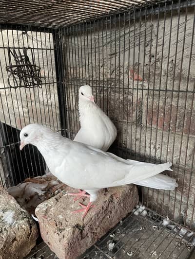 Pigeons