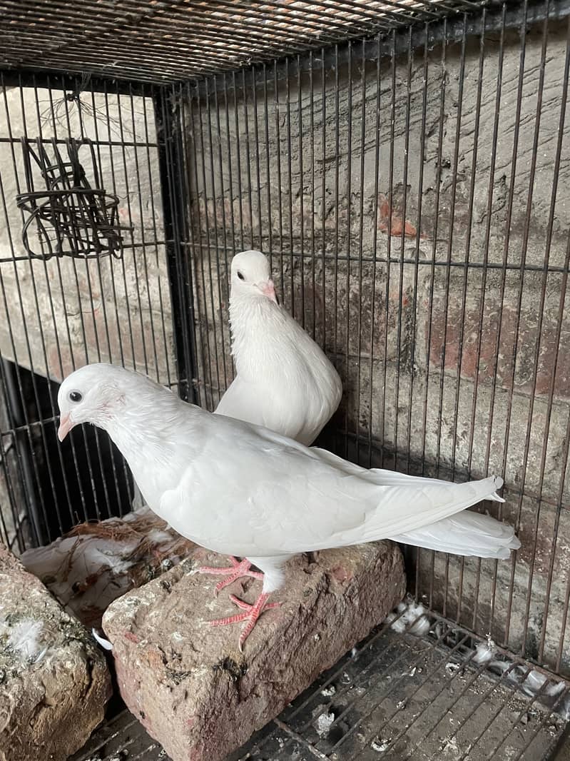 Pigeons 0