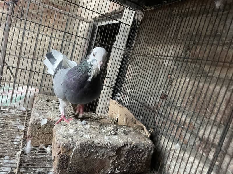 Pigeons 1