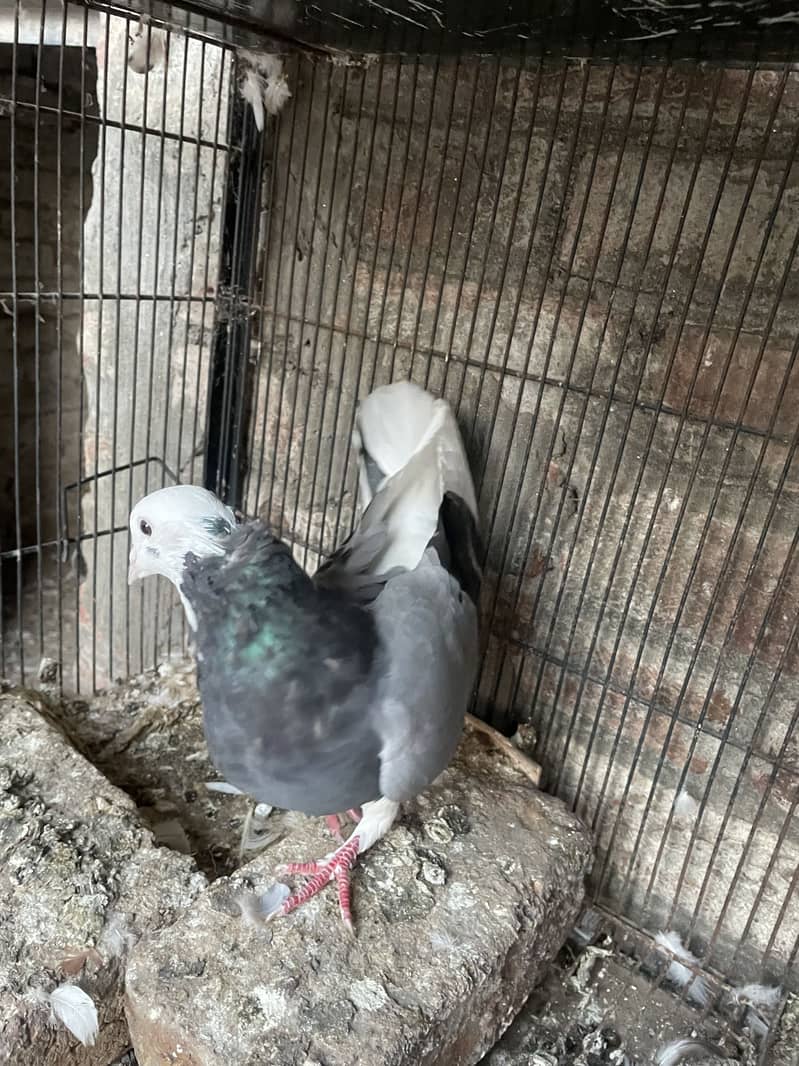 Pigeons 2