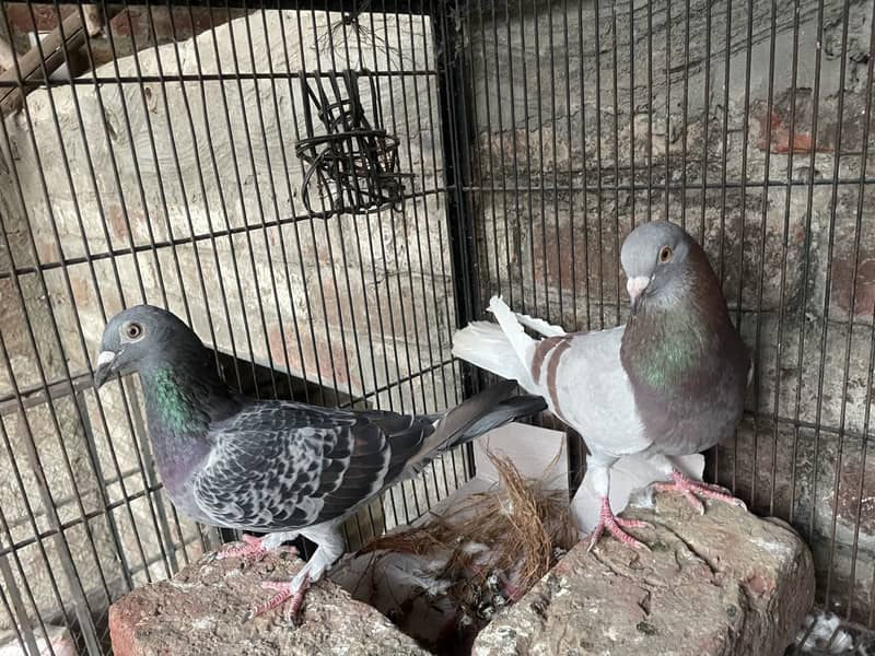 Pigeons 3