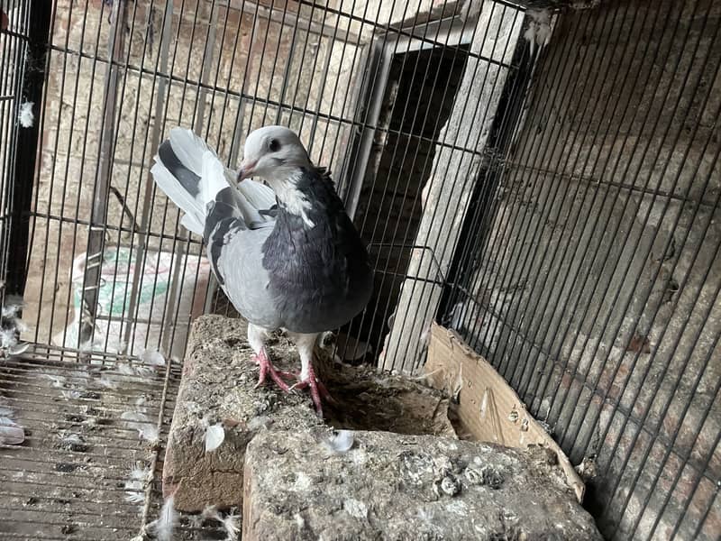 Pigeons 4