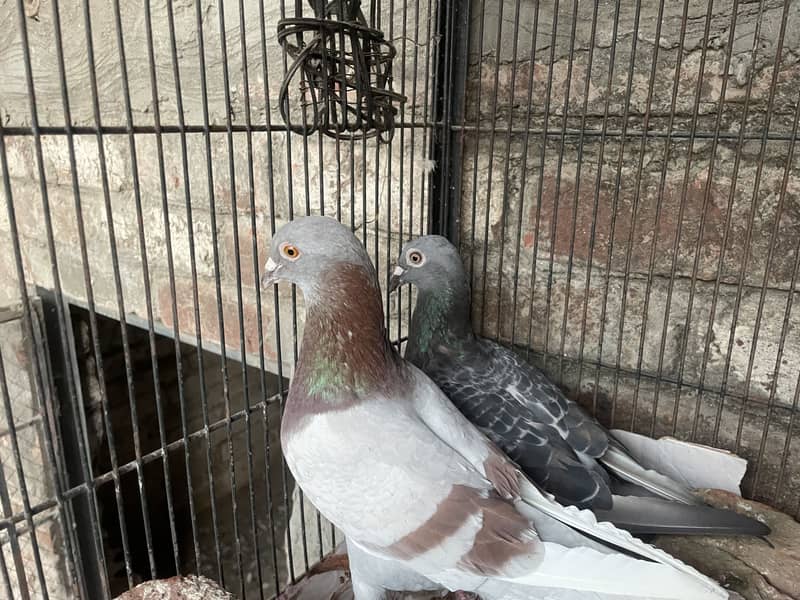 Pigeons 5